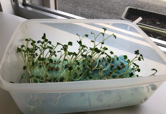 🌱かいわれ大根の栽培を始めました🌱（老司）
