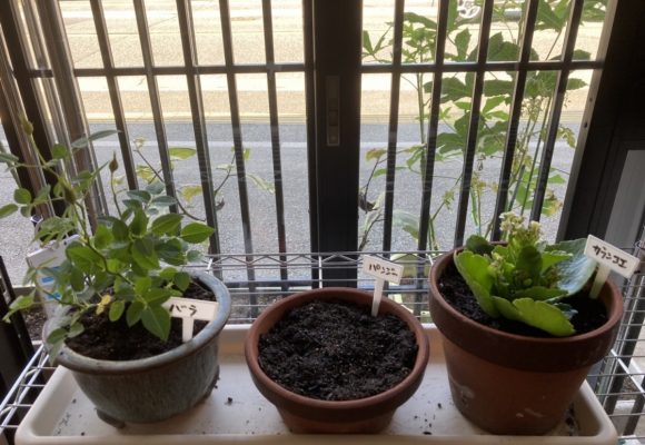 🌹鉢植えをしてもらいました🌹（老司）