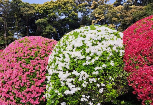 【長丘】ツツジ鑑賞🌺