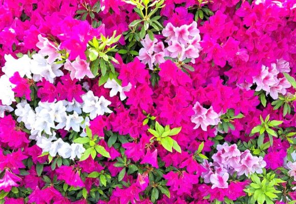 【長丘】🚙ドライブ🌺