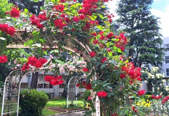 【長丘】バラ園🌹