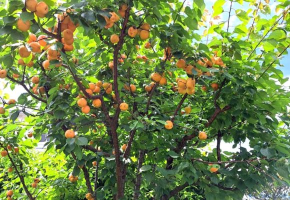 【長丘】収穫🥰梅・杏