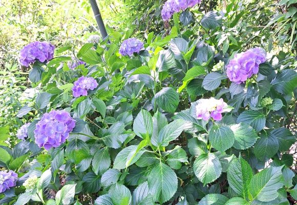 【長丘】おさんぽ🏞