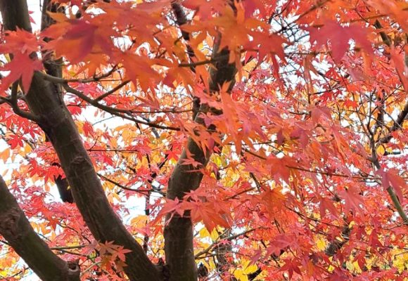 【長丘】紅葉巡り🍁